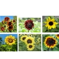thumbnail image 2 of 25+ Seeds| Formula Mix Sunflowers Seeds - Authentic Seeds - Perennial~ GMO Free ~~Flower seeds ~ Asian Garden~ B5G1#E027, 2 of 5
