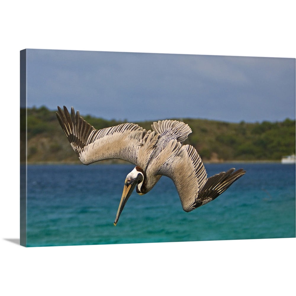 Great BIG Canvas "The Brown Pelican" Canvas Wall Art