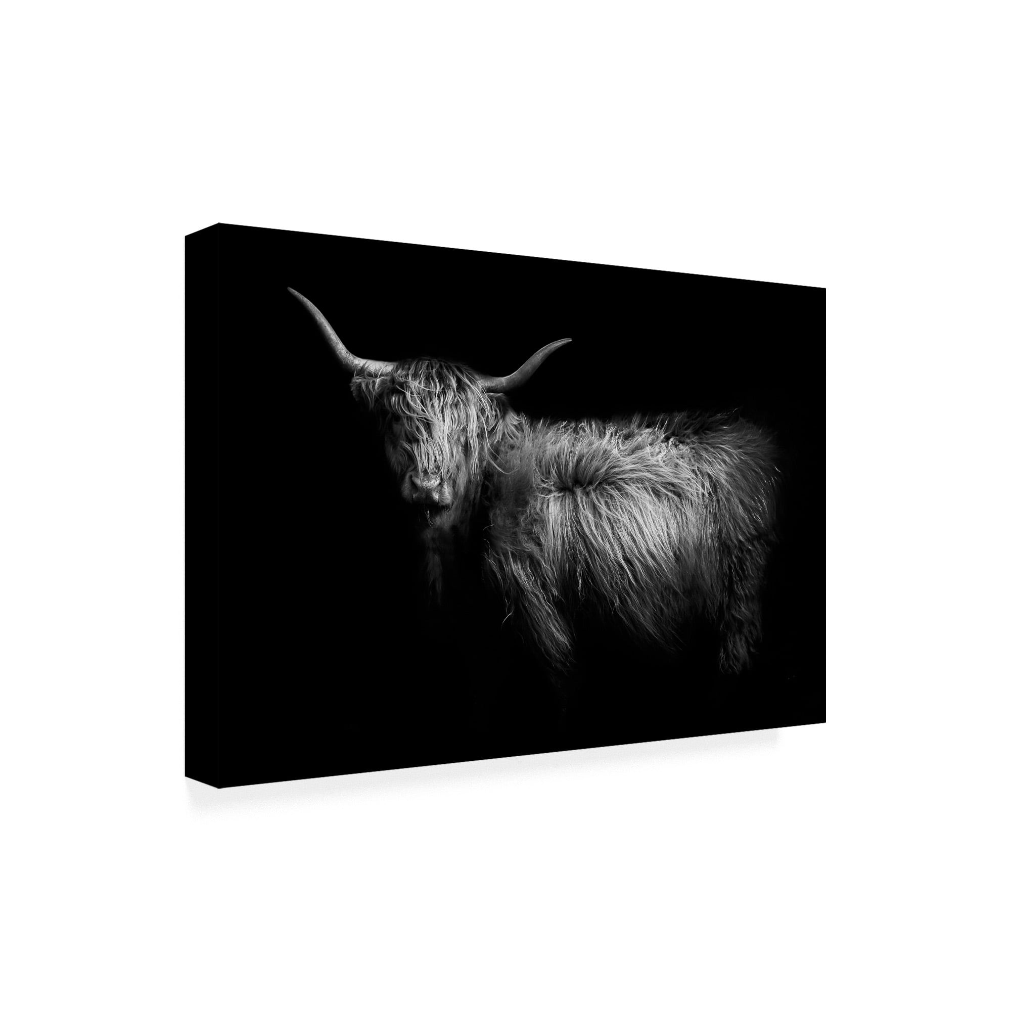 Trademark Fine Art 'Hello Highland Cow' Canvas Art by PhotoINC Studio