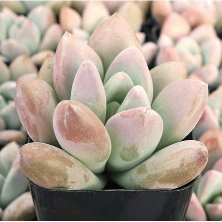 Graptoveria Opalina Plant Live for Planting - Opalina Succulent Plant - 2 Inch Pot