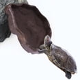thumbnail image 4 of BESTYASH Reptile Food En Material Resina Para Comida Y De Mascotas, 4 of 6