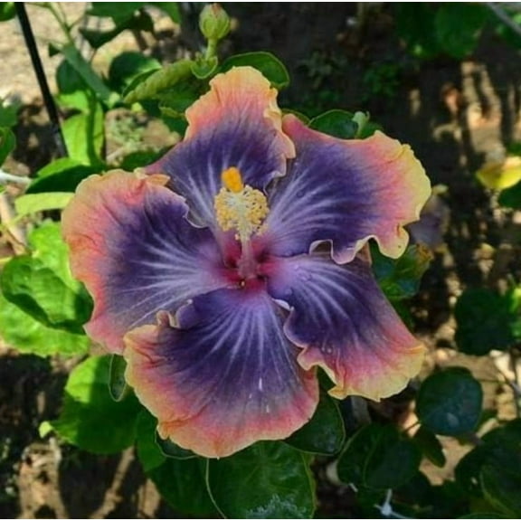 Purple Pink Yellow Hibiscus Start Live Plant 5-7" Tall Seedling Plant Purple Pink Yellow Hibiscus Flower Plant Perennial Flowering Shrub Outdoor Indoor Garden