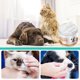 thumbnail image 4 of Clearance Sale! 60 Piezas De Paños De Descontaminación Del Desgarro Del Gato Y Del Perro Agente Blanco De la Escara No Fragante Paños Suaves Del Desgarro Del Animal doméstico 5ml, 4 of 8