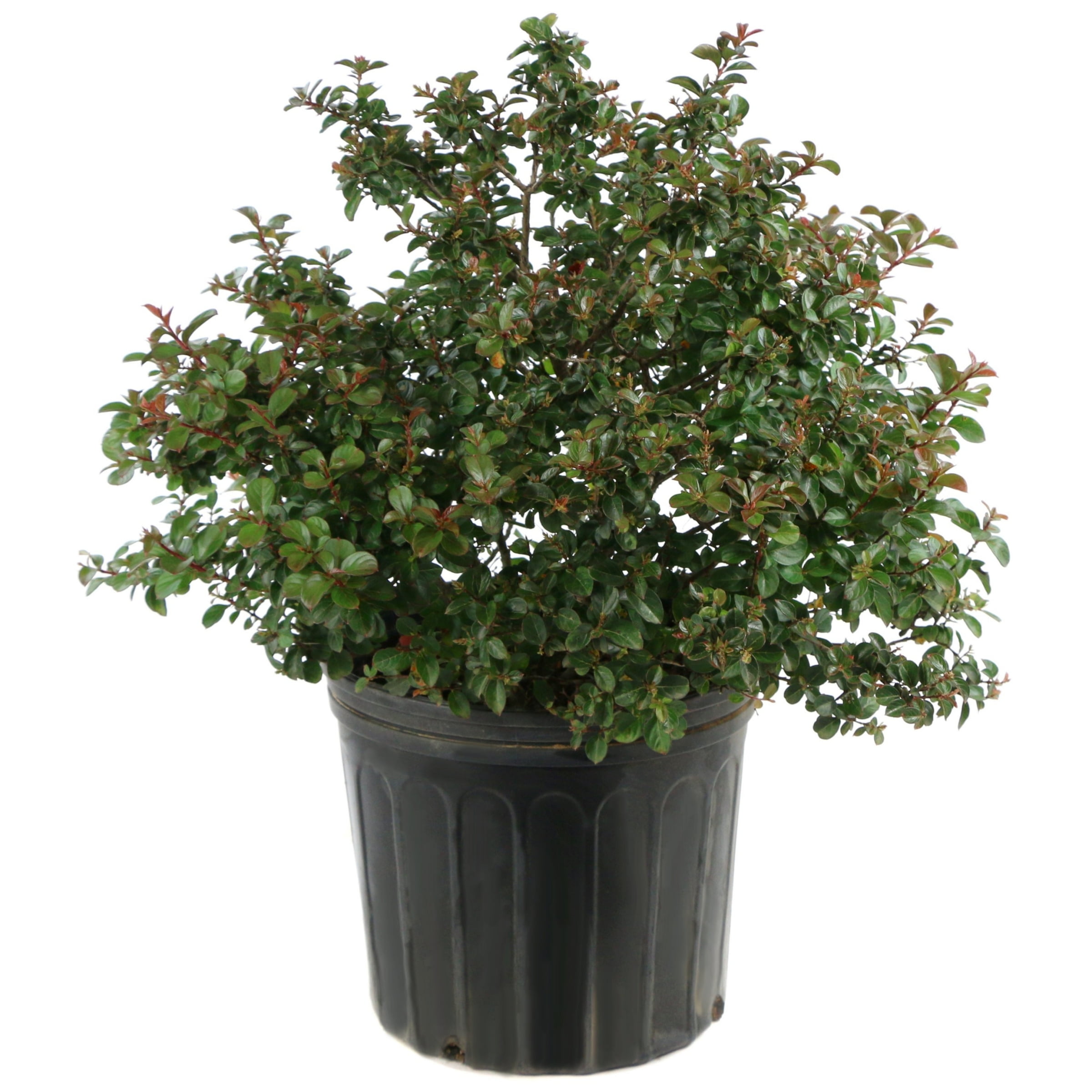 3 gal. Live Shrub Crape Myrtle Bellini Guava Condition with Full Sunlight