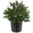 thumbnail image 2 of 3 gal. Live Shrub Crape Myrtle Bellini Guava Condition with Full Sunlight, 2 of 8