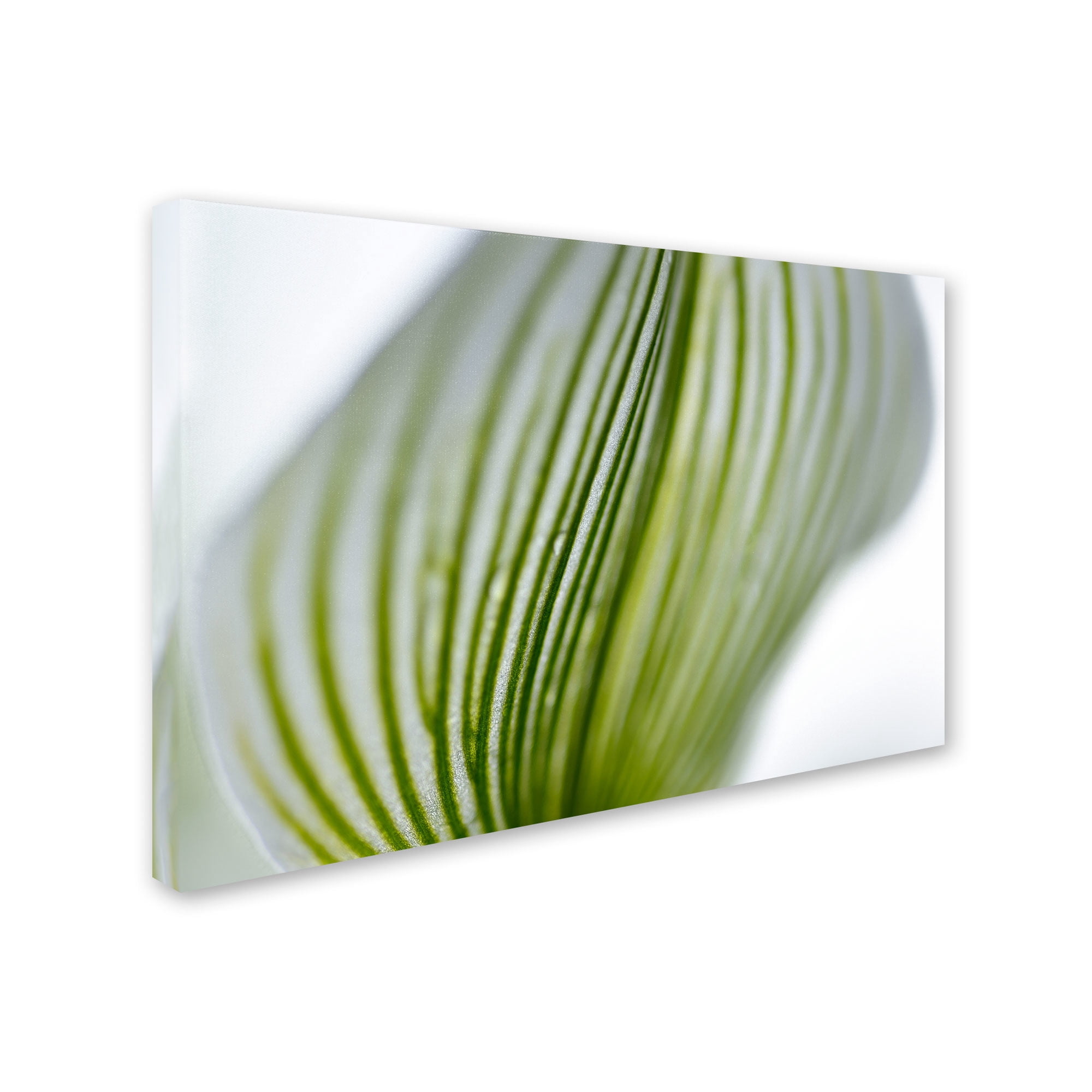Trademark Fine Art "Orchid Abstract Blurred Lines" Canvas Art by Kurt Shaffer
