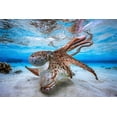 thumbnail image 2 of Gabriel, Barathieu 24x17 Gold Ornate Wood Framed with Double Matting Museum Art Print Titled - Dancing Octopus, 2 of 4