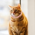 thumbnail image 4 of Collar de perlas de imitación para perros y gatos, con accesorios brillantes y lazo de cinta, joyería para cachorros, perras y gatas, color rosa, 4 of 5