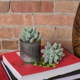 thumbnail image 4 of Vickerman 6" Artificial Frosted Crassula Pick, Set of 3, 4 of 4