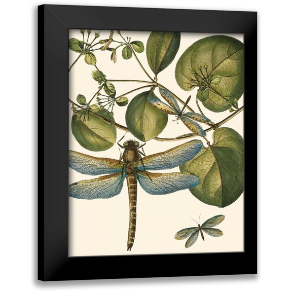 Vision Studio 12x14 Black Modern Framed Museum Art Print Titled - Dragonfly Medley I