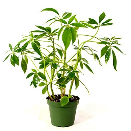 Schefflera Green Hedge/Shrub *Great Indoor Plant* ALL Green (Best Low Light Office Plants)