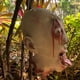 thumbnail image 5 of Cabeza De Zombi De Halloween Horror Colgando Cabeza Cortada Para Accesorios De Fiesta De Casas Embrujadas Minnieouse HA037376-00, 5 of 6