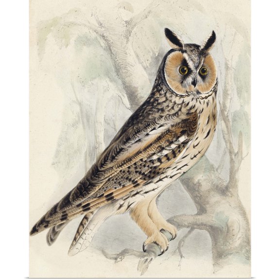 Great BIG Canvas | Rolled H.L. Meyer Poster Print entitled Meyer Long-Eared Owl