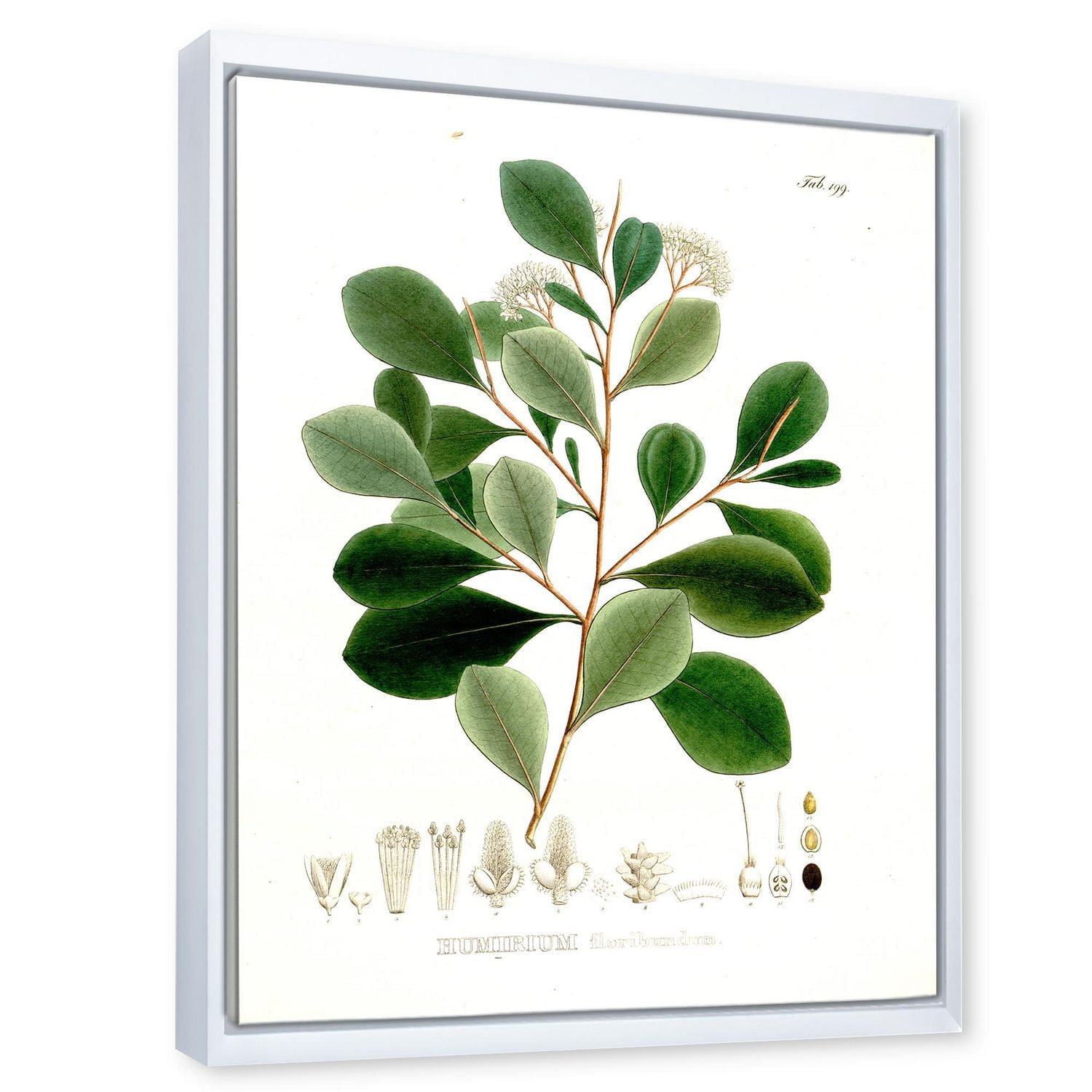 Designart Botaniques d'époque IV ART MURAL À CADRE FLOTTÉ