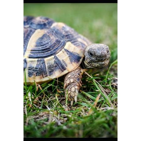 Curious Greek Tortoise in the Grass Journal: 150 Page Lined Notebook/Diary