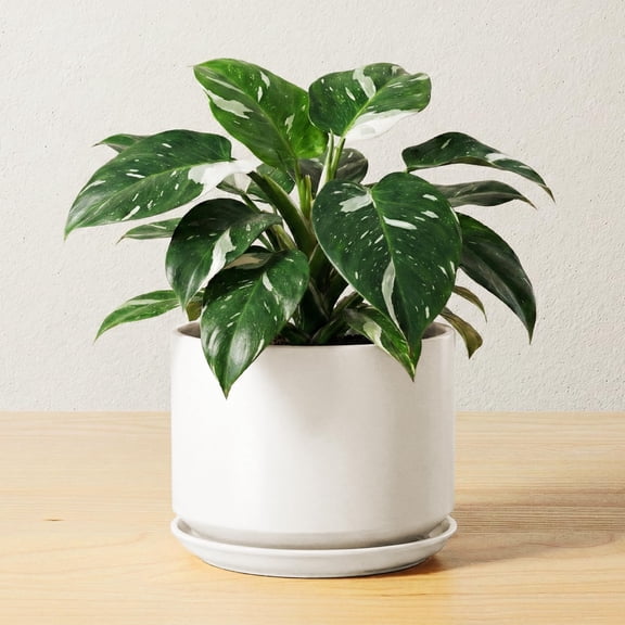 BEMAY 6.8" Ceramic Plant Pot for Indoor Plants, Indoor Planter with Drainage Hole and Attached Saucer, Flower Pot for Succulents and Herbs, White