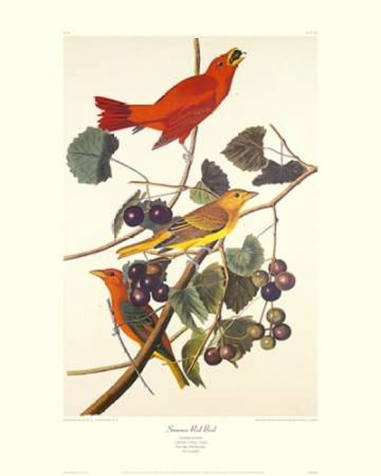 Summer Red Bird (de