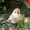 Bird, variant on Straw-woven forest animal decorations, including raccoons, squirrels, rabbits, and hedgehogs, suitable for Christmas tree decorations, table displays, and holiday gifts