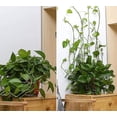 thumbnail image 4 of 100 piezas de soporte invisible para plantas trepadoras, gancho de pared para enredaderas, 4 of 5