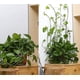 thumbnail image 4 of 100 piezas de soporte invisible para plantas trepadoras, gancho de pared para enredaderas, 4 of 5