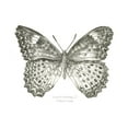 thumbnail image 2 of Wilson, Kelsey 14x11 White Modern Wood Framed Museum Art Print Titled - Butterfly Sketch landscape I, 2 of 4