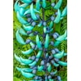 thumbnail image 2 of Engelbrecht, Jim 23x32 White Modern Wood Framed Museum Art Print Titled - Jade vine, 2 of 4