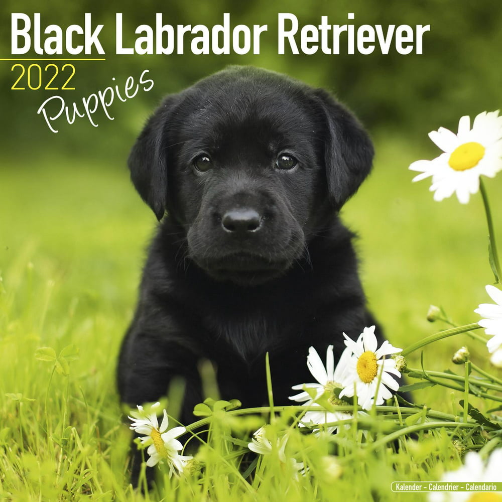 Labrador Retriever Puppies Calendar 2022 - Black Lab Retriever Puppies