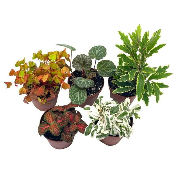 Florida House Plants Colorful Fern Set Live Plants in 2" Grower Pots (5 Count)