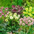 thumbnail image 3 of Direct Gardening Searchlight Lenten Rose Hellebore Dormant Bare Root Yellow Flowering Perennial Starter Plant, 3 of 4