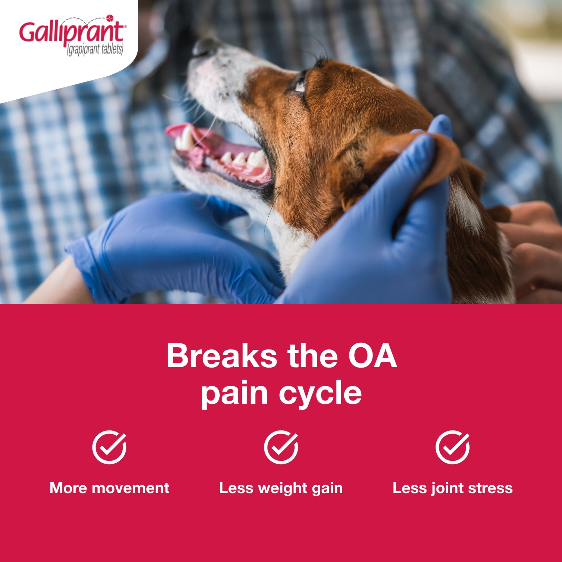 Galliprant Osteoarthritis Pain & Inflammation Control for Dogs, 60mg