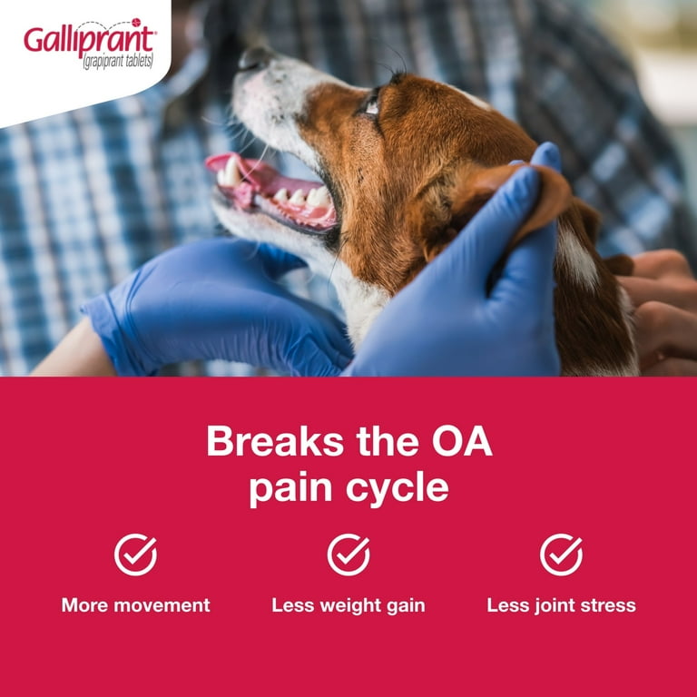 Galliprant Osteoarthritis Pain Inflammation Control for Dogs