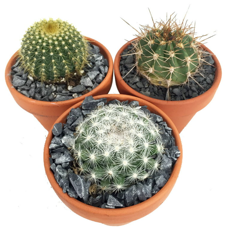 round cactus plants