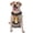 With Accessories, variant on Vsdgher Red And White Flame Fox Pattern Dog Harness,No Pull Pet Harness with Soft Padded Handle,Adjustable Reflective Vest with 2 Buckles,4 Slide Buckles,S-XL