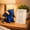 Blue, variant on Cute Pocket Dragon Resin Figurine 11cm – Emotional Support Desk Decor for Home Office, Anxiety Relief Ornament Gift