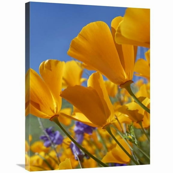 24 x 32 in. California Poppy Flowers, Antelope Valley, California Art Print - Tim Fitzharris
