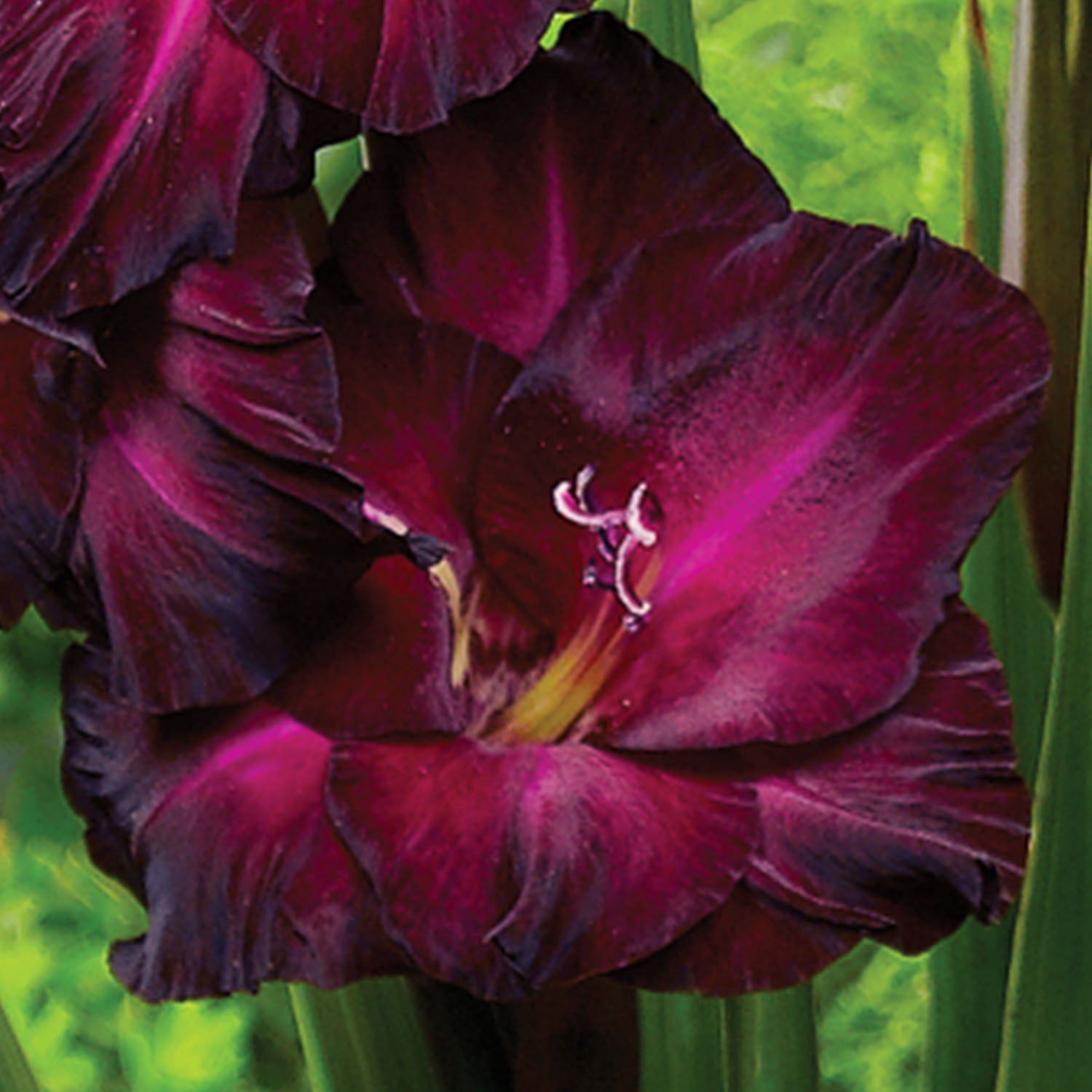 Expert Gardener Gladiolus Espresso Dormant Bulbs, Set of 16, Annual, Partial Sun