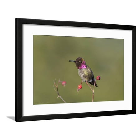 USA, Washington State. male Anna's Hummingbird flashes his iridescent gorget. Framed Print Wall Art By Gary