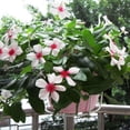 thumbnail image 3 of Plant Stand Rustproof Lightweight   Hook Plant Rack Garden Supplies, 3 of 10