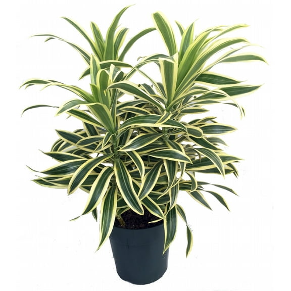 Song of India Dragon Tree - Pleomele - Dracaena -6" Pot