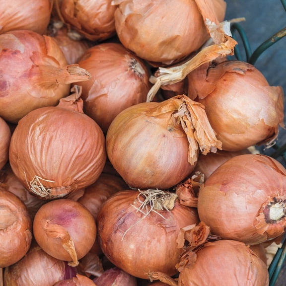 Red Sun Shallots Dormant Bulbs (10-Pack)