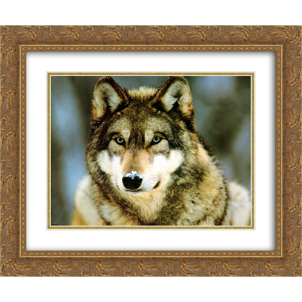 Grey Wolf 2x Matted 24x Gold Ornate Framed Art Print Walmart Com Walmart Com Grey Wolf 2x Matted 24x Gold Ornate Framed Art Print Walmart Com Walmart Com
