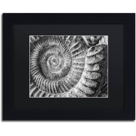 Trademark Fine Art "Amonita 1" Canvas Art by Moises Levy Black Matte, Black Frame