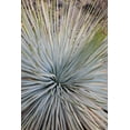 thumbnail image 2 of Grall, Don 23x32 Black Ornate Wood Framed with Double Matting Museum Art Print Titled - Arizona, Grand Canyon NP Whipples yucca plant, 2 of 4