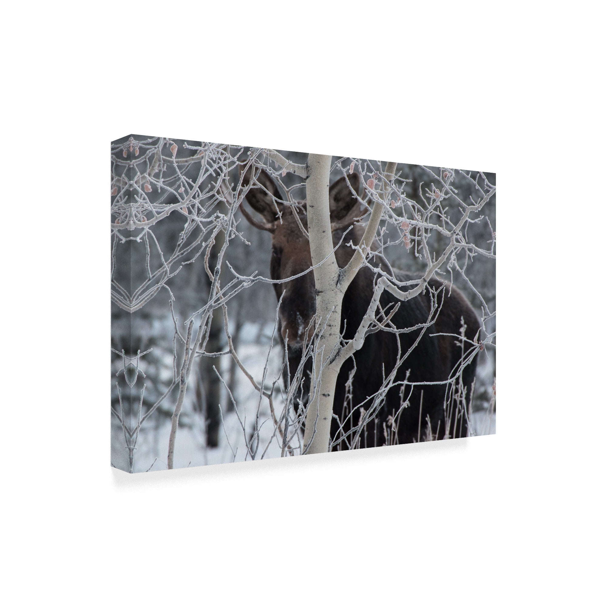 Trademark Fine Art 'Hiding Moose' Canvas Art by Brenda Petrella Photography Llc