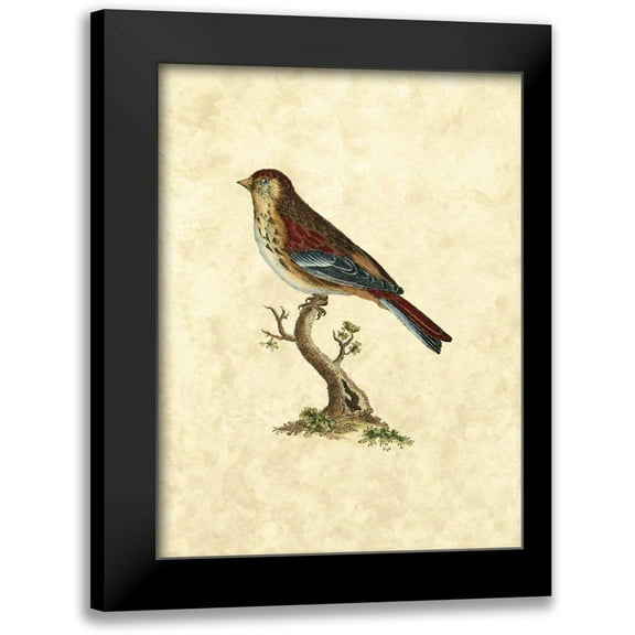 Selby, John 12x14 Black Modern Framed Museum Art Print Titled - Selby Birds IV