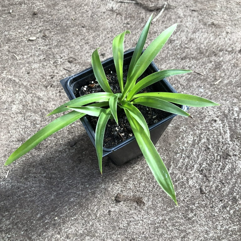Shamrock Spider Plant (Chlorophytum comosum) 2.5 inch Pot - Non-Variegated, Solid Green Spider Plant - Air Purifying