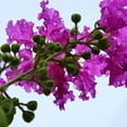 thumbnail image 5 of Expert Gardener 3-4 ft tall Thunderstruck Lavender Skies Crape Myrtle Live Tree in 7-Gallon Grower Pot, 5 of 6