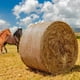 thumbnail image 1 of Red redonda para heno MIYABALA para caballos, vacas y ovejas, 5 x 5 pies, 1 of 7