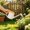 Yellow, variant on Horticultural Watering Spray Pot Household Watering Pot Long Spout Showerhead Pot Vegetable Watering Spray Pot Flower Watering Pot Watering Kettle
