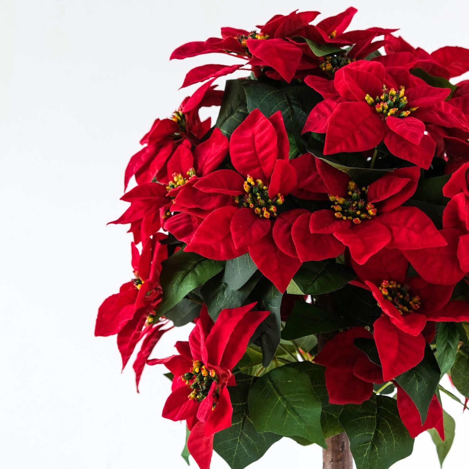 Poinsettia, 47"H